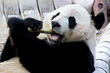 Ursul panda Bei Bei / FOTO: EPA