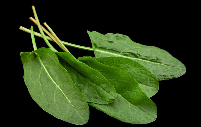 Ștevie - beneficii și proprietăți. Rețete cu ștevie, planta-minune pentru organism