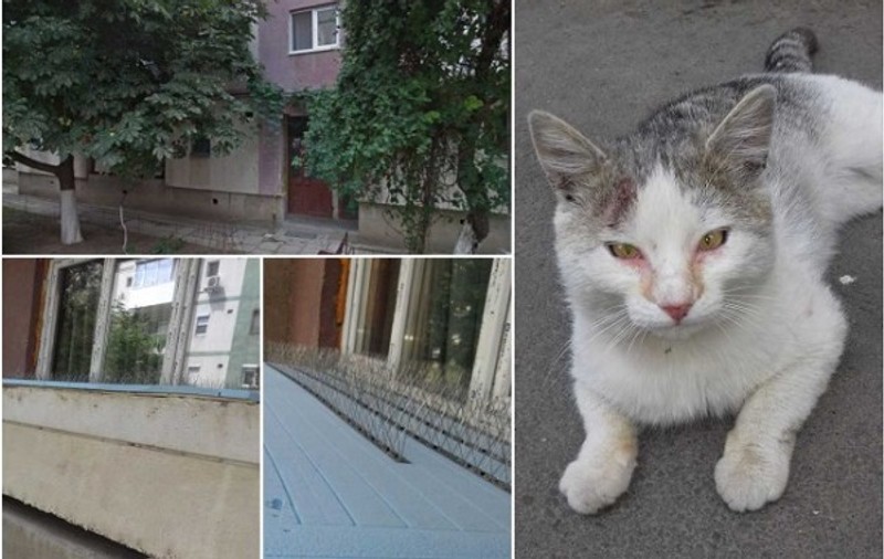 Capcana antipisici, la Arad. Oamenii sunt indignați de invenția crudă a unui localnic