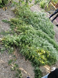 Plante de canabis confiscate de polițiști