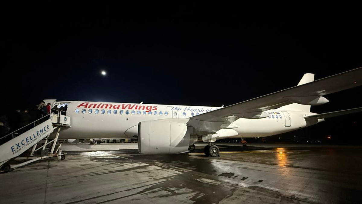 avion animawings