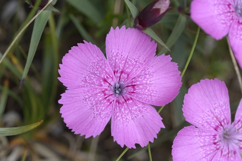Dianthus callizonus - specii rare de plante din grădina botanică din București