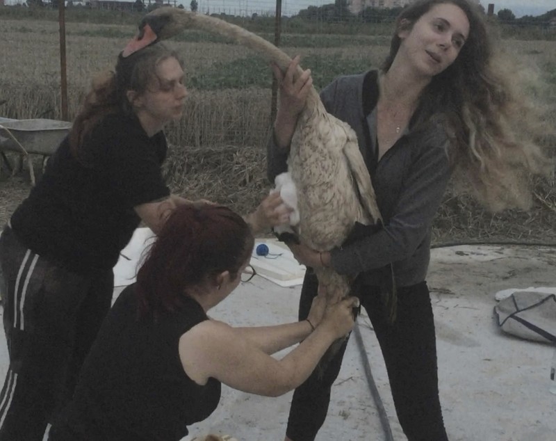 Cinci lebede au fost scoase dintr-o baltă de decantare de lângă Ploiești. Două dintre ele au murit după ce au înghițit combustibil/ VIDEO&FOTO