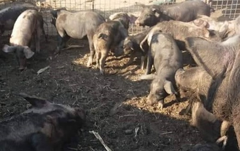Pesta porcină, la a doua cea mai mare fermă din Europa. Șeful DSVSA Brăila, pentru Libertatea: "Nici nu putem cuantifica dezastrul". Aproximativ 600 de oameni vor intra în șomaj!