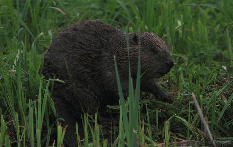 Castorii s-au mutat înapoi în Oradea. Deși sunt simpatici, autoritățile se plâng că au produs deja pagube