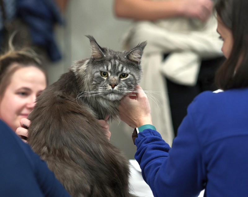 FOTO. Pisicile au pus stăpânire pe un mall din Capitală. Peste 250 de exemplare participă la Expoziția Internațională Feline WCF
