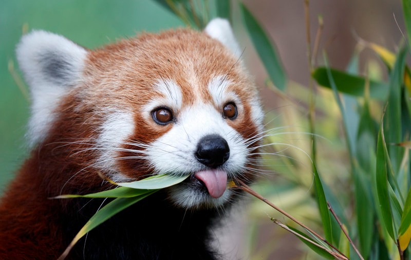 Un pui de panda roșu, specie pe cale de dispariție, s-a născut în grădina zoologică din Hertfordshire