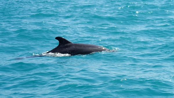 264 de delfini au eșuat morți pe plajele românești, în vara anului 2026. Sursă foto: Shutterstock