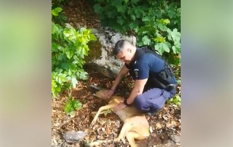 Pui de căprioară, salvat de jandarmi în Caraș-Severin. Animalul sălbatic a fost rănit de o mașină și abandonat pe marginea drumului / VIDEO