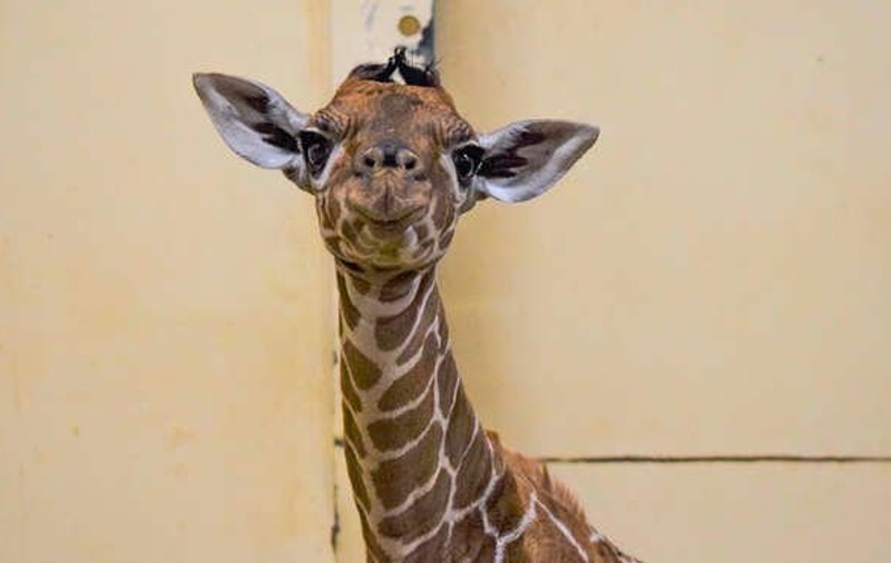 VIDEO | Un pui de girafă a fost botezat Margaret, în onoarea primei persoane vaccinate împotriva COVID-19 din Marea Britanie