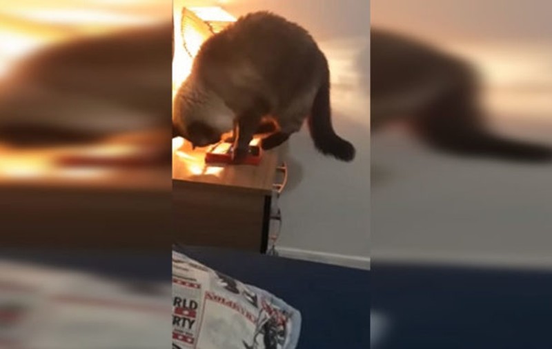 VIDEO | A pus o cameră de luat vederi fiindcă nu-și explica un fenomen. Când a văzut ce făcea pisica, a rămas interzisă