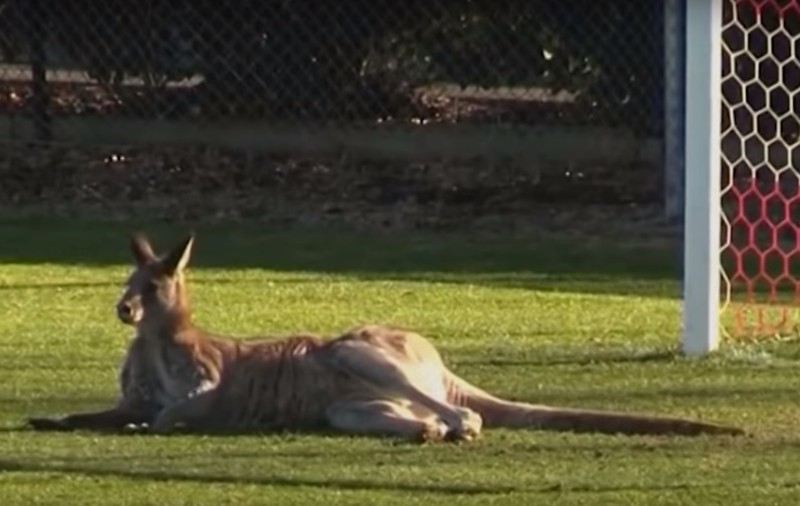 Meci de fotbal întrerupt de un cangur. Imagini rare chiar și în Australia