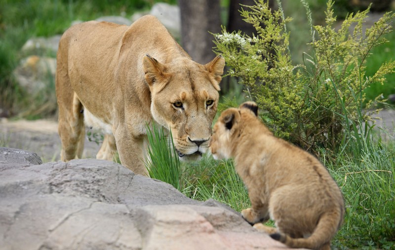Grădina Zoologică din Sydney, închisă de urgență, după ce cinci lei au scăpat din adăpostul lor