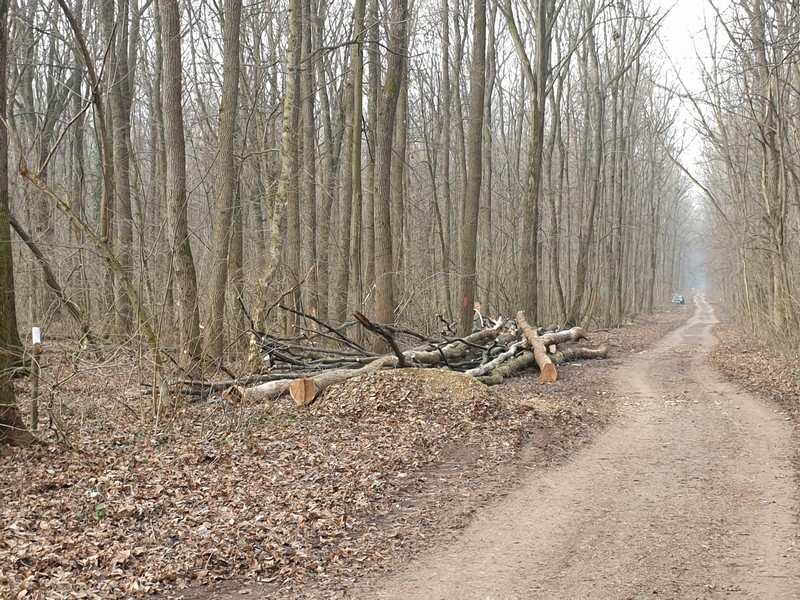 Arbori tăiați de Ocolul Silvic București