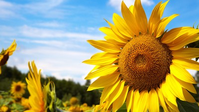 Floarea soarelui îngrijire și plantare