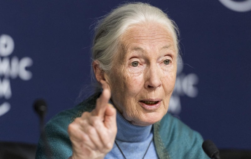 O păpuşă Barbie cu chipul cercetătoarei britanice Jane Goodall, lansată de Mattel: „Mulţi copii învaţă despre mine la şcoală”