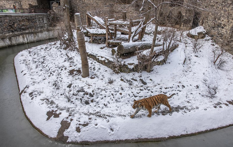 Animalele de la grădinile zoologice din Ucraina, în pericol să moară de foame. Unele au fost eliberate și lăsate să se descurce pe cont propriu