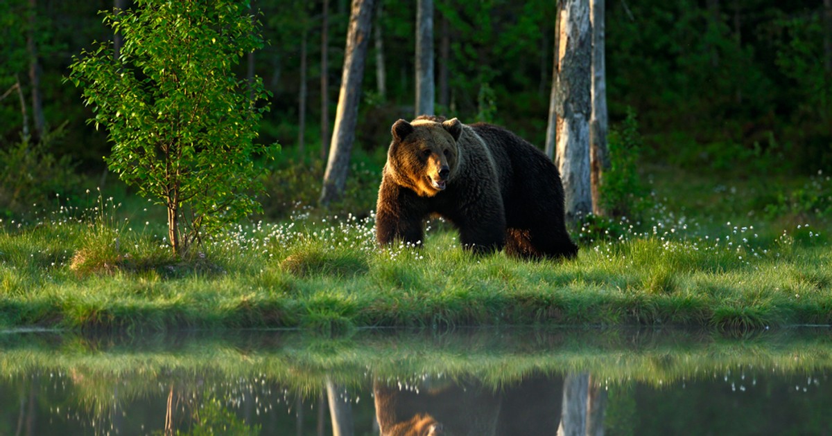 Specii de animale sălbatice din România