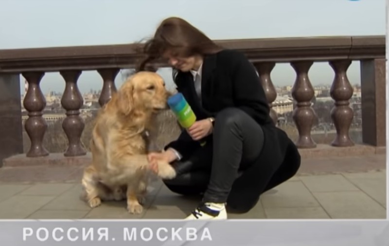 VIDEO | Prezentatoare meteo, lăsată fără microfon în timpul transmisiunii de un câine pus pe joacă