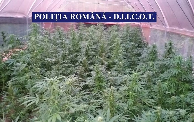 Cultură de cannabis, găsită de poliţişti într-un solar din Vâlcea