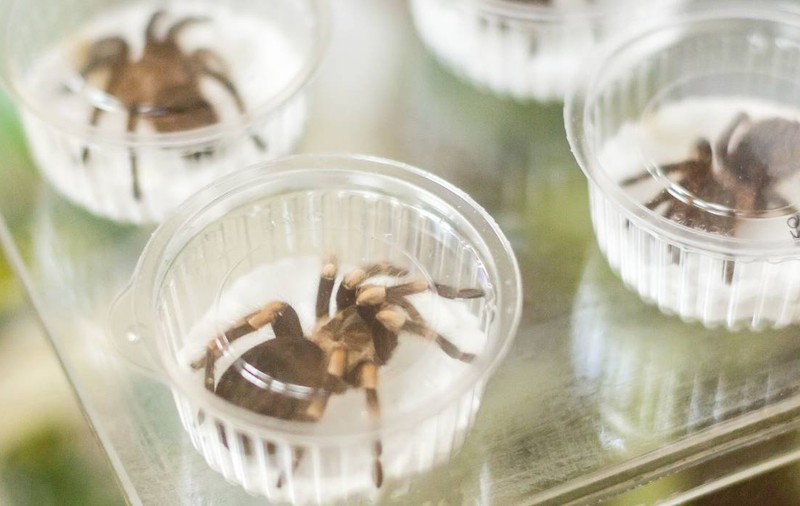 Aproximativ 1.500 de tarantule au fost găsite ascunse în cutii de prăjituri pe un aeroport din Germania