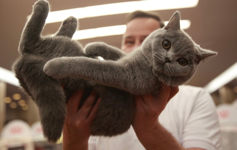 Pisici de top, priviri hipnotizante și povești spectaculoase. Cum a fost la Salonul Felin Internațional SofistiCAT