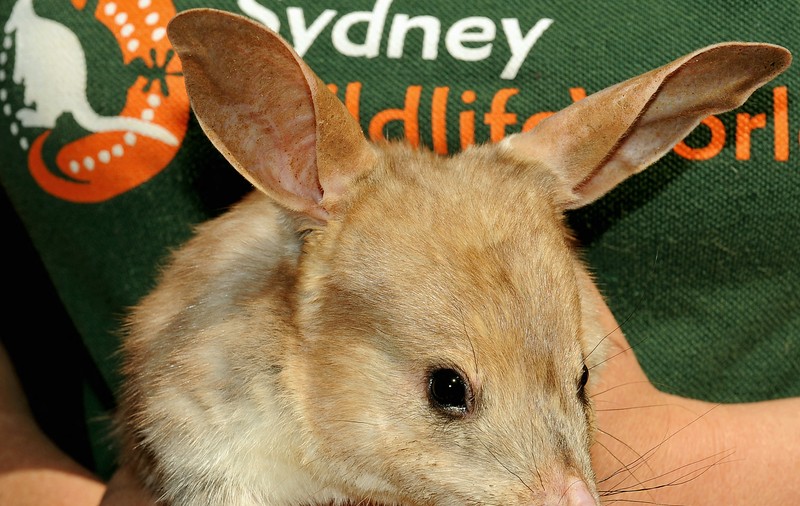 Australienii au înlocuit iepurașul de Paști cu un animal pe cale de dispariție. Cine este Bilby