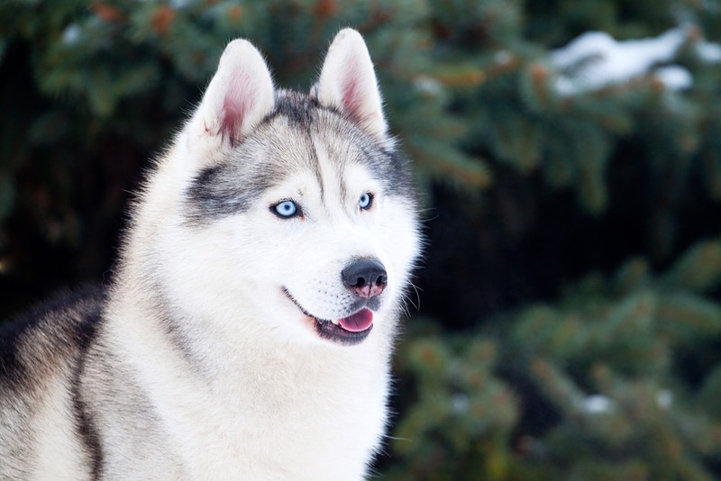 Cum arată un câine de rasă Husky