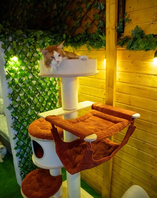 Prima cafenea cu pisici Maine Coon din România se deschide în București. Unde se află locația, prețurile din meniu și regulile casei