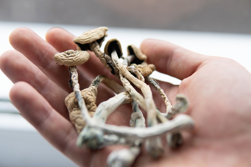 Psilocibina este extrasă din ciuperci | Foto: 123rf