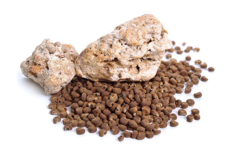 Ce este ambergris, voma de balenă. Ingredientul secret din parfumul tău