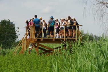 Unul din foișoarele din Parcul Natural Văcărești. Foto: Asociația Parcul Natural Văcărești.