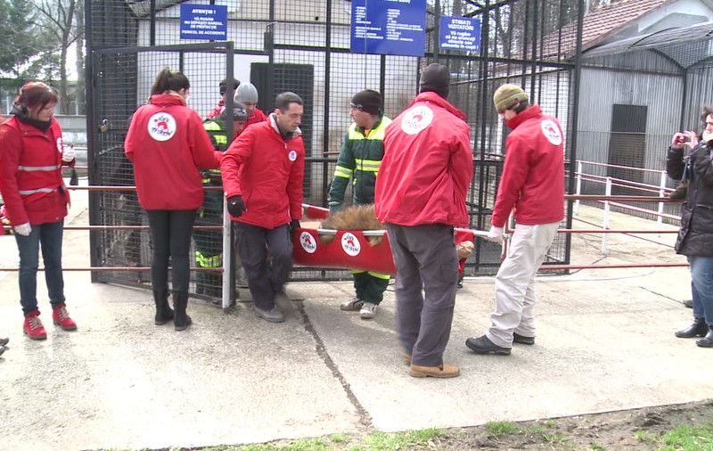 Şase lei de la Grădina Zoo din Oneşti au luat calea Africii de Sud