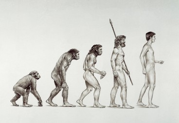 Anthropology: History of Man. Evolution from ape to Homo erectus, Homo neanderthalensis to Homo sapiens. Drawing, 1998, by Johann Brandstetter (born 1959). Owned by the artist.,Image: 277274323, License: Rights-managed, Restrictions: Artistic copyright in this image is automatically cleared via akg-images, Model Release: no