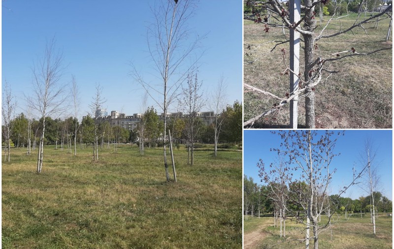 Sute de copaci plantați anul trecut peste drum de Palatul Parlamentului s-au uscat. Autoritățile dau vina pe secetă și spun că o vor lua de la capăt