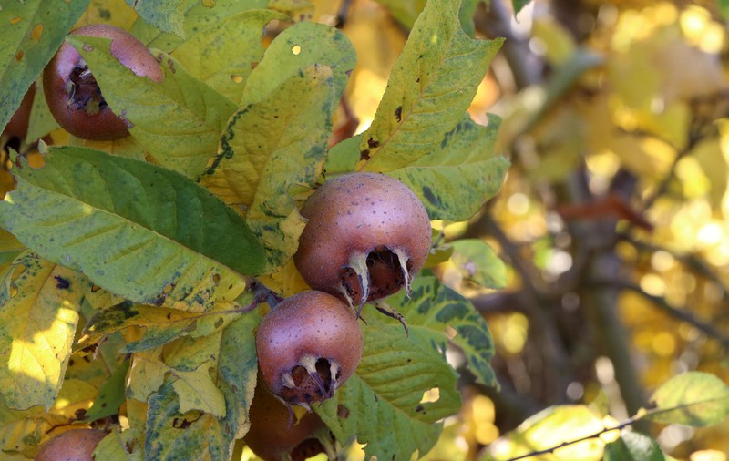 Moșmon - plantare și îngrijire. Cum se consumă fructele