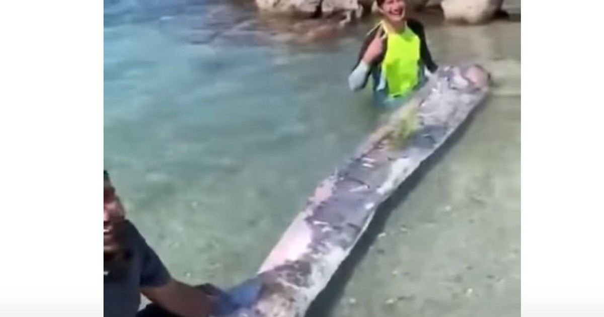 Un monstru marin a fost găsit în apele Oceanului Pacific în Mexic