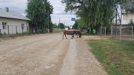 Măgăruşii sunt prezenţe familiare prin Borduşelu