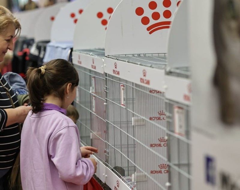 Expoziție de pisici la București: O nouă rasă de pisici va fi prezentată, în premieră, în România la evenimentul dedicat felinelor