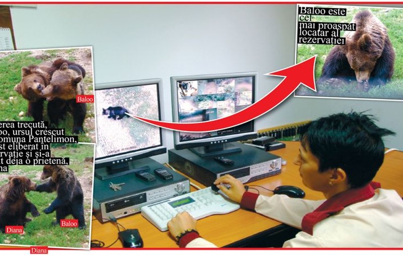 Ursul Baloo «se dă» pe net