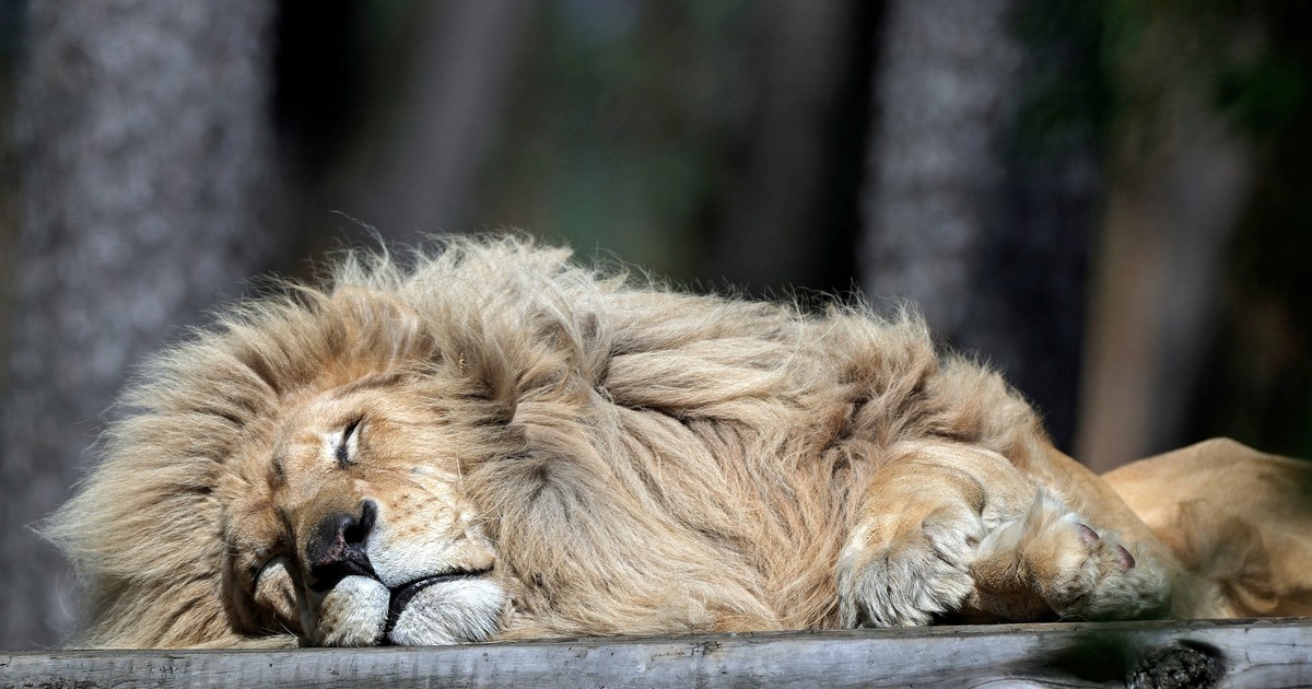 Alte șapte feline mari de la grăzina zoologică din Bronx au fost testate pozitiv cu noul tip de coronavirus