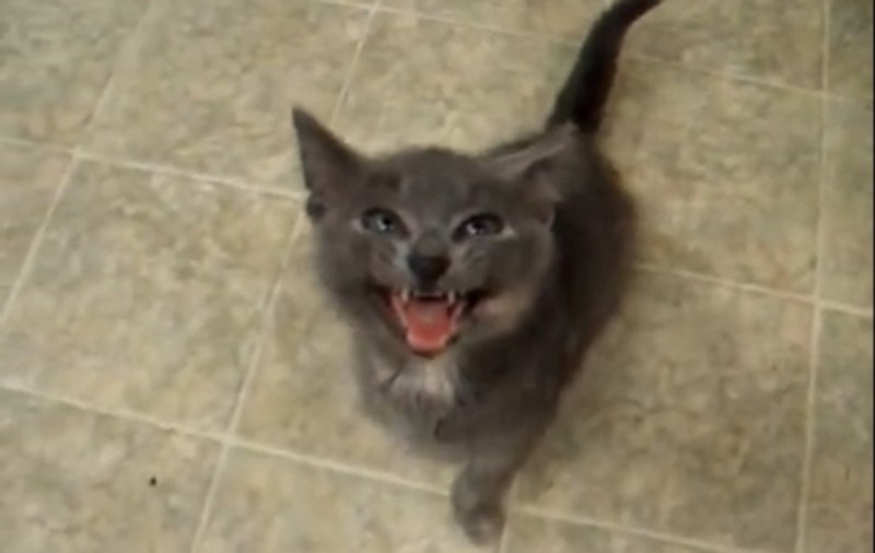 O pisicuţă adorabilă MIAUNĂ... ALTFEL! Uite cum imită scârţâitul uşii | VIDEO