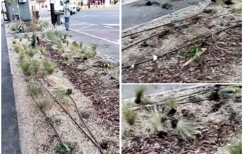 Plante de 6000 de lei, călcate în picioare și smulse de pe Bulevardul Decebal din Oradea