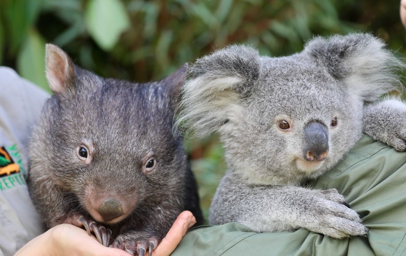 VIDEO | Peste 60.000 de ursuleți koala au fost afectați de incendiile devastatoare din Australia