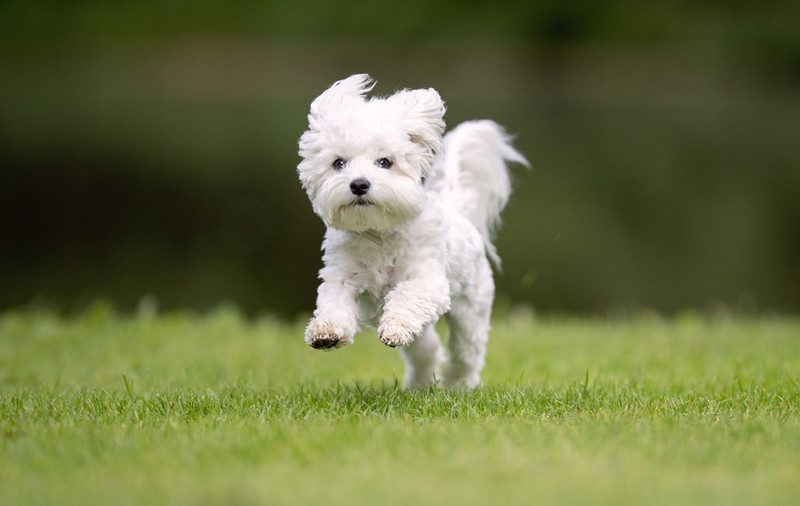 Bichon Maltez - ce caracteristici are una dintre cele mai vechi rase de câini
