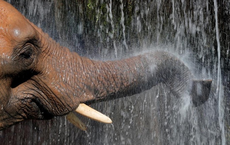 O nouă șansă la viață. „Cel mai singuratic elefant din lume” va pleca din grădina zoologică în care era închis de mai bine de 30 de ani