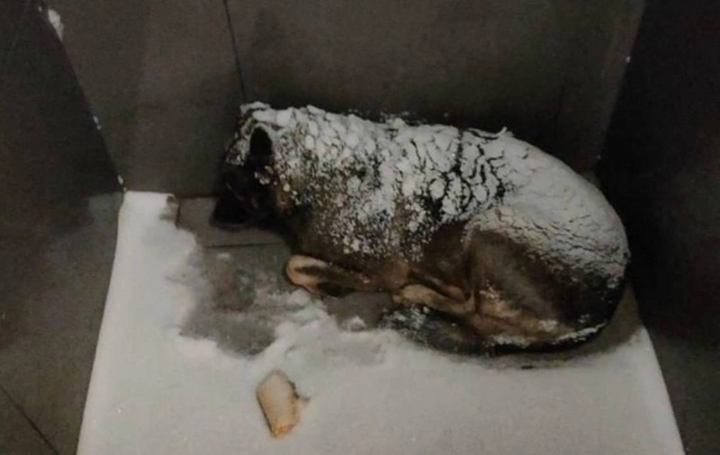 Mihail, un livrator de pizza, a fost concediat după ce a acoperit cu o pătură un câine care îngheța în gerul din Rusia