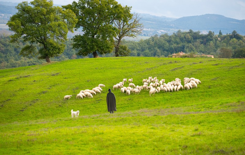 Cioban român, dispărut în Italia, căutat cu drone și câini. Bărbatul este de negăsit de mai multe zile