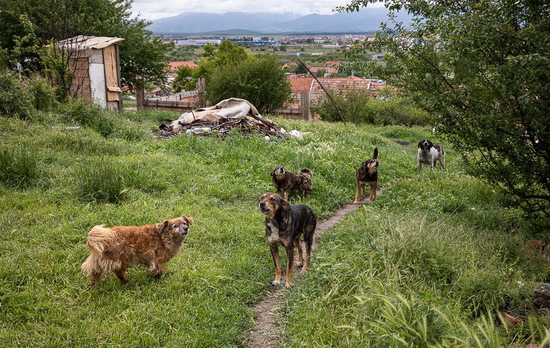 Monica Şamu trăieşte de-o viaţă în favela Sibiului şi speră ca măcar nepoata ei să aibă parte de “condiţii mai bune”. Promisiunea uitată a preşedintelui