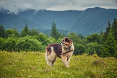 Câine ciobănesc